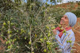 A woman inspects an olive tree.